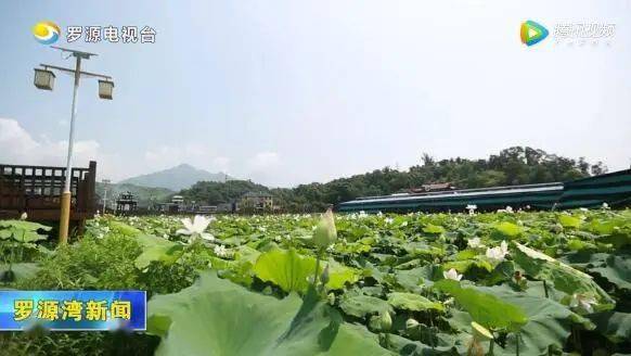 罗源新闻，乡村振兴的绿色引擎—记罗南村生态农业与旅游融合发展新篇章罗源新闻最新今天